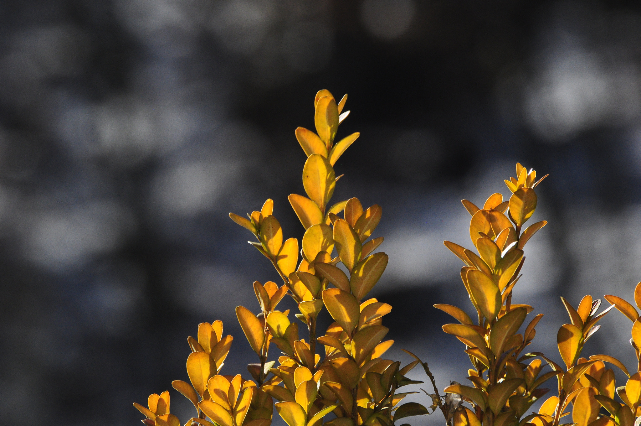 Sigma 70-300mm F4-5.6 APO DG Macro sample photo. Busch photography