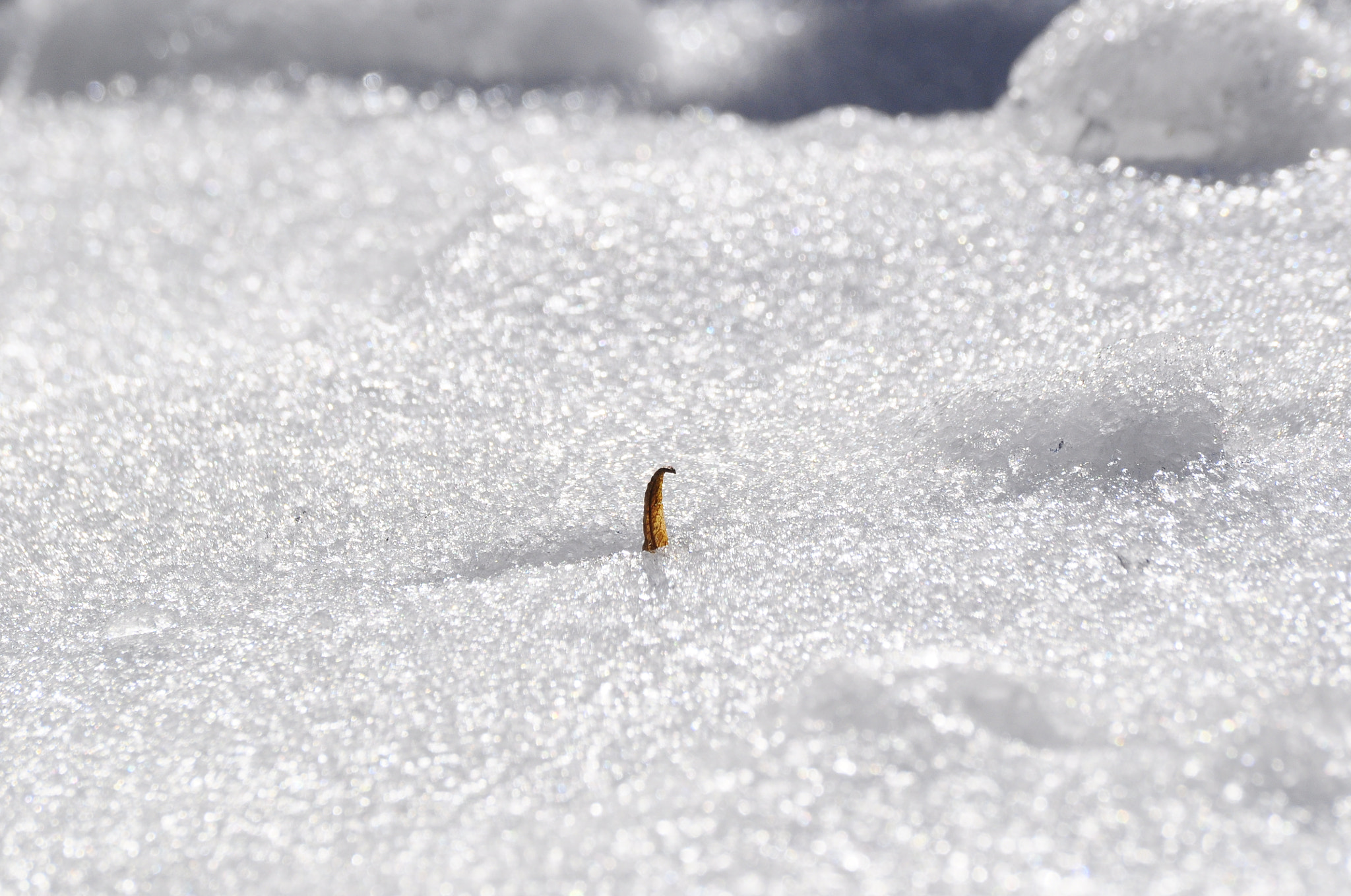 Sigma 70-300mm F4-5.6 APO DG Macro sample photo. Snow photography