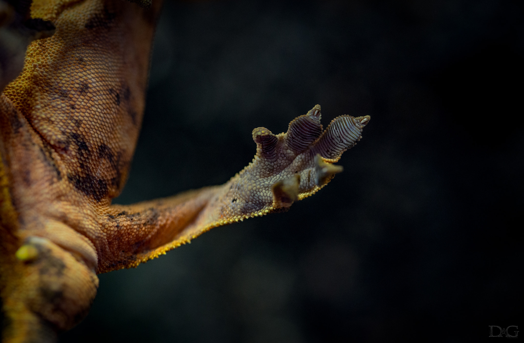 Sony a99 II + 105mm F2.8 sample photo. Rhacodactylus ciliatus - 21 photography
