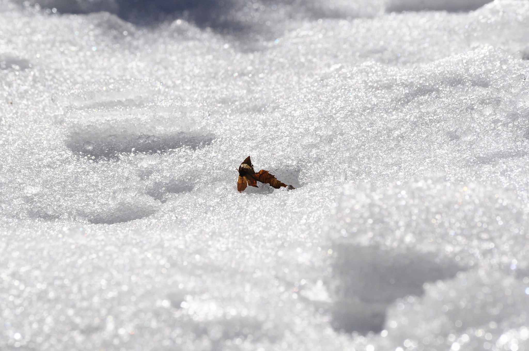 Sigma 70-300mm F4-5.6 APO DG Macro sample photo. Frozen leaf photography
