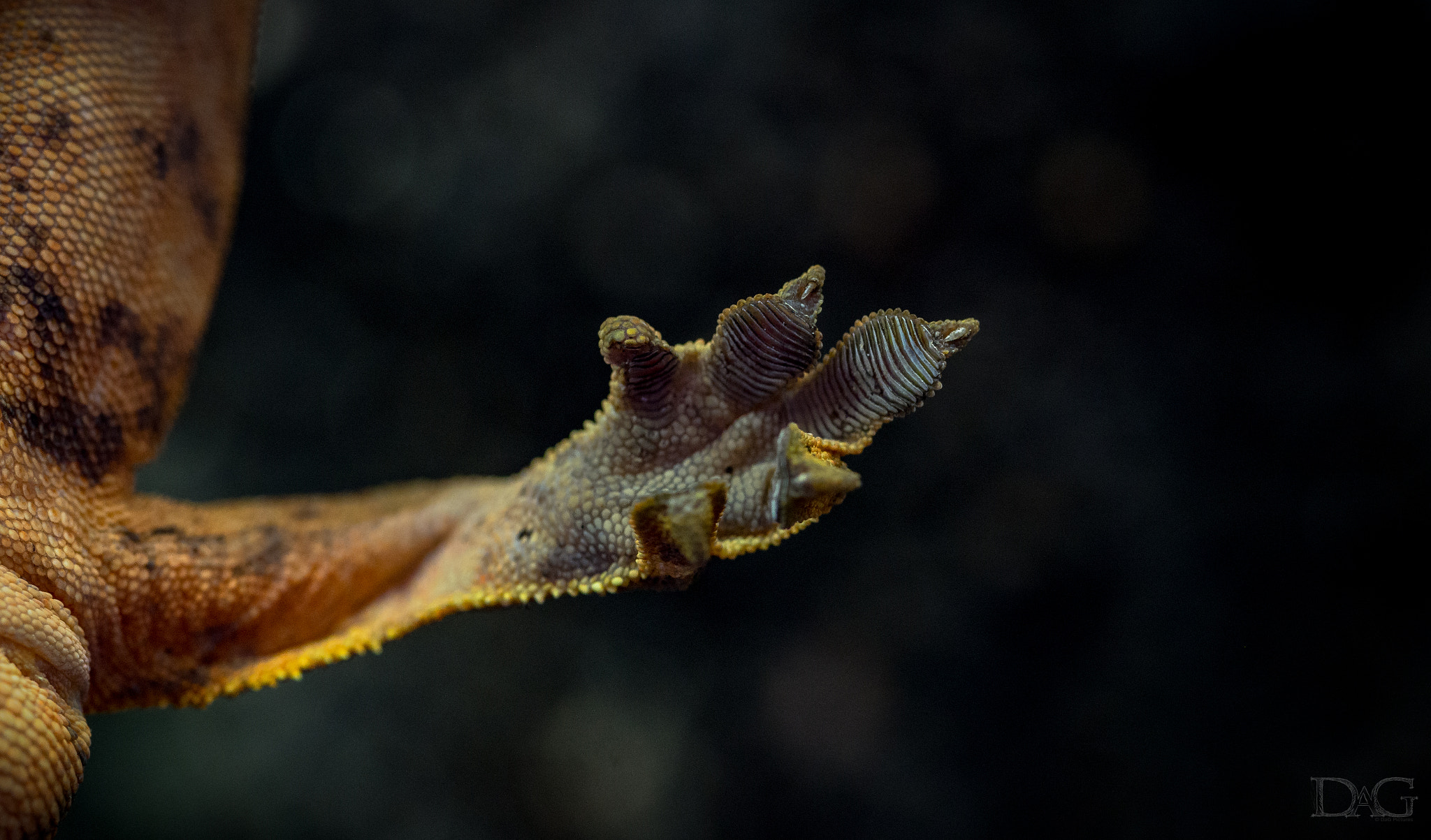 Sony a99 II + 105mm F2.8 sample photo. Rhacodactylus ciliatus - 22 photography
