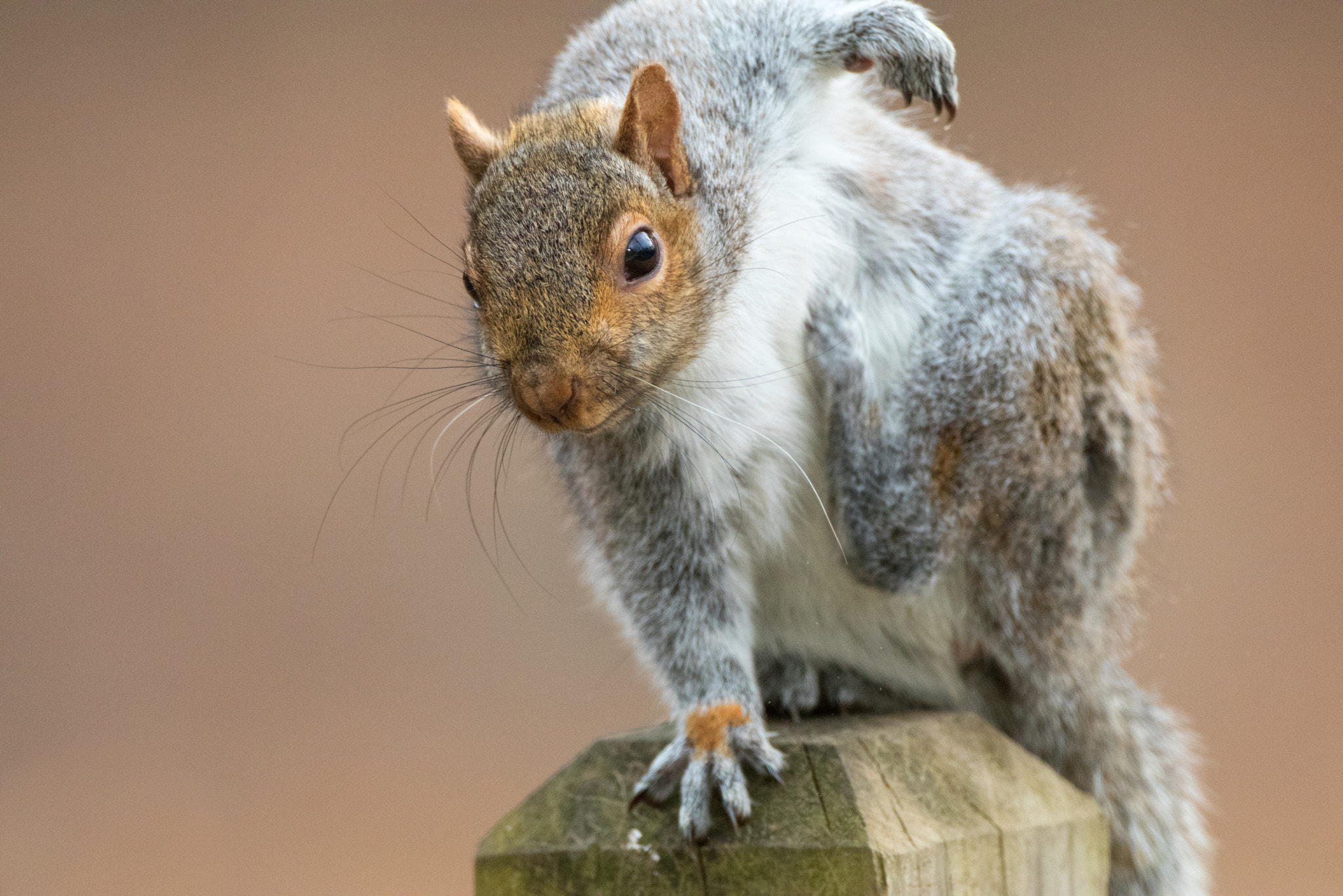 Canon EF 500mm F4L IS USM sample photo. Squirrel scratch head photography