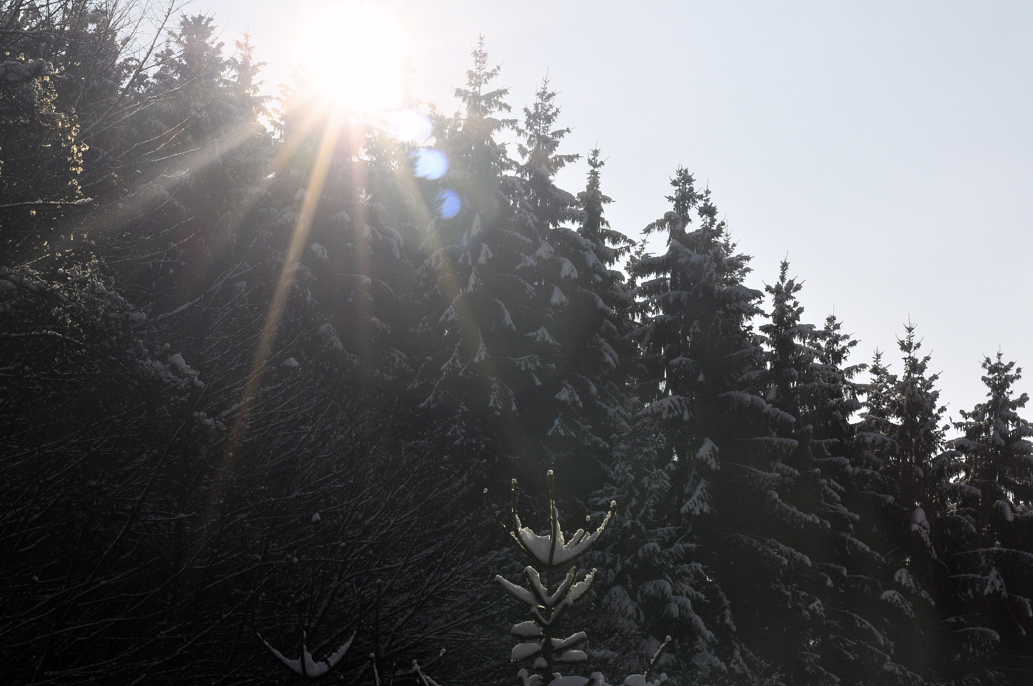 Sigma 70-300mm F4-5.6 APO DG Macro sample photo. Forest photography