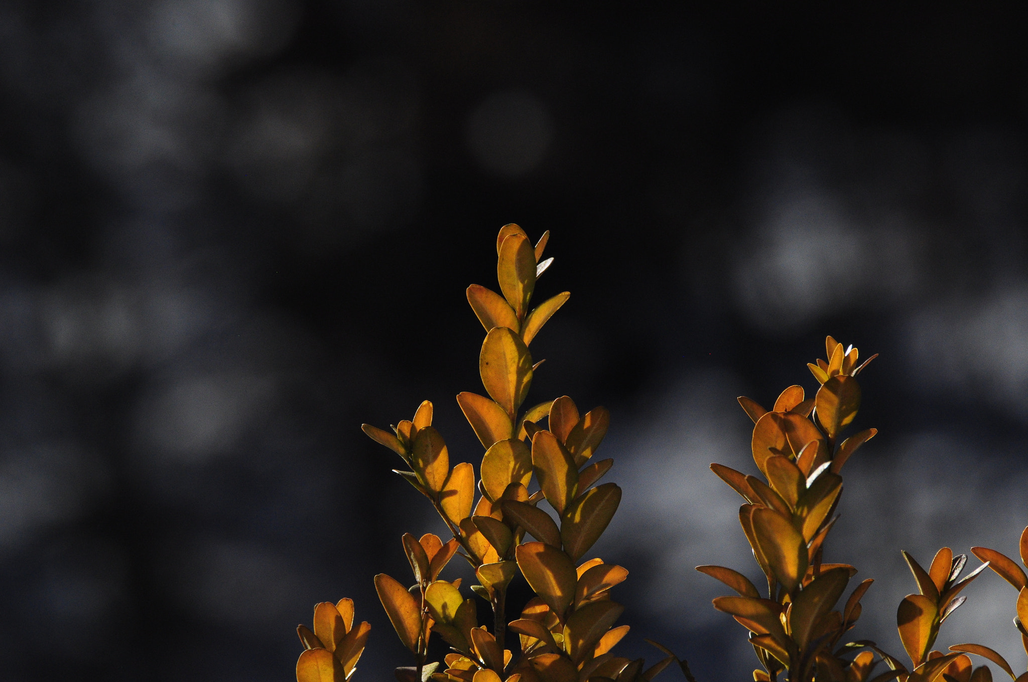 Sigma 70-300mm F4-5.6 APO DG Macro sample photo. Busch photography