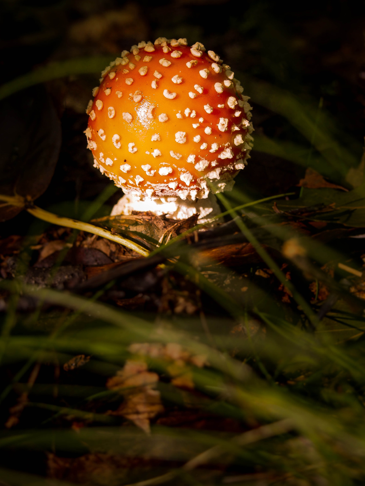 Olympus PEN E-PL5 sample photo. Freckled photography