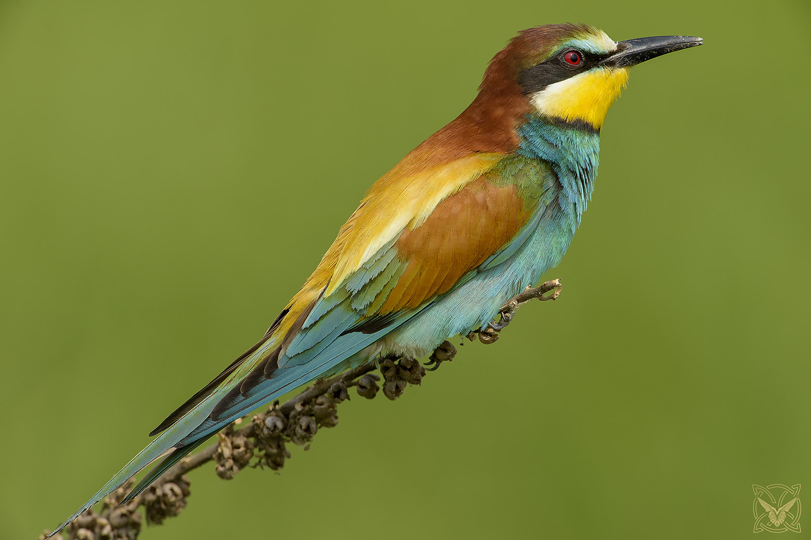 Nikon D4S + Nikon AF-S Nikkor 600mm F4G ED VR sample photo. Merops apiaster - gruccione - european bee-eater photography