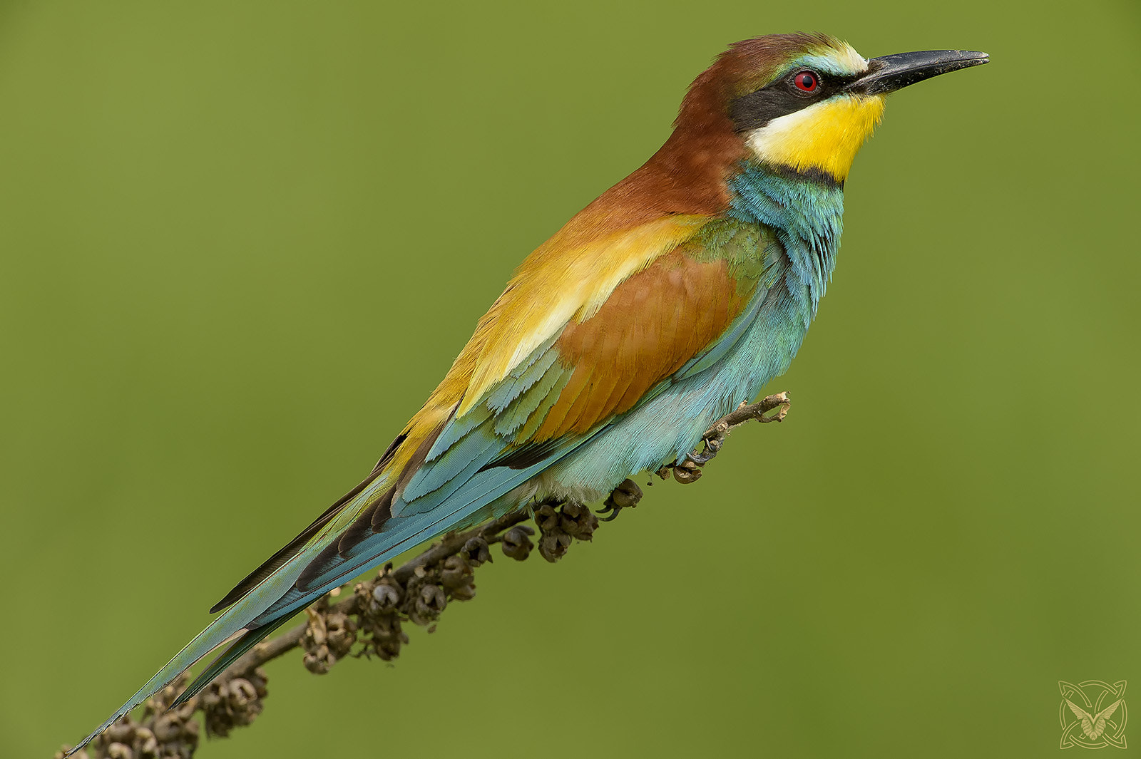 Nikon D4S sample photo. Merops apiaster - gruccione - european bee-eater photography