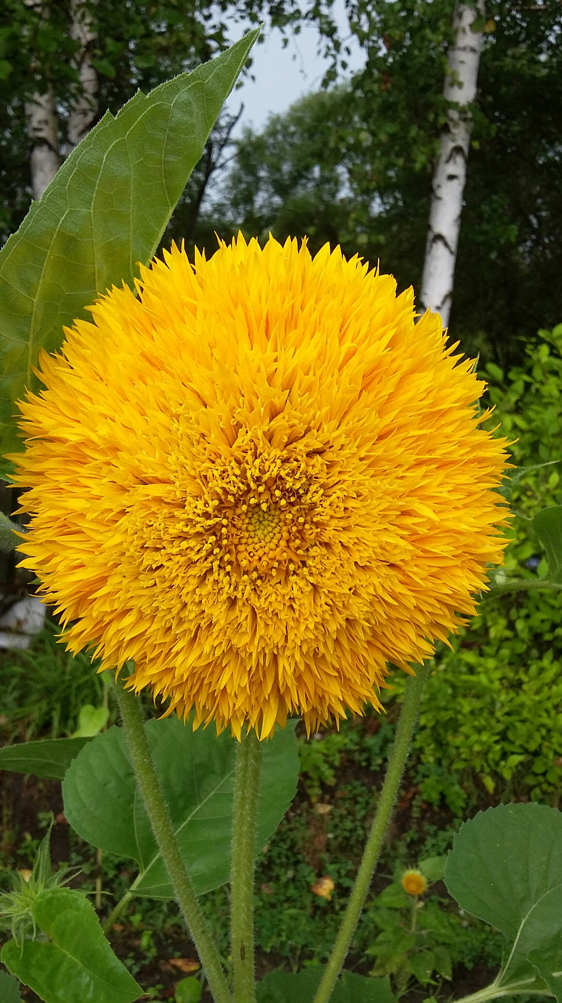 Samsung Galaxy E5 sample photo
