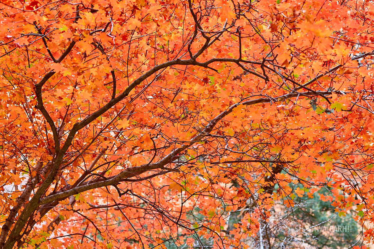 ZEISS Makro-Planar T* 100mm F2 sample photo. Dragon maple, the narrows, zion photography