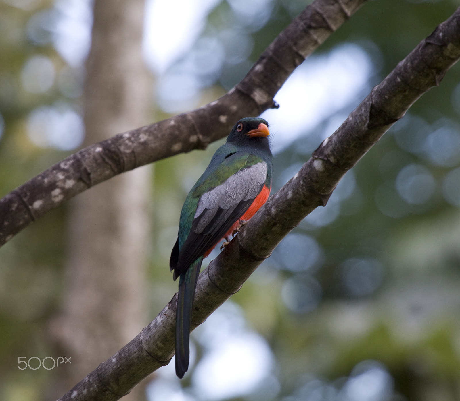 Canon EF 100-400mm F4.5-5.6L IS USM sample photo. Slatey-tailed photography