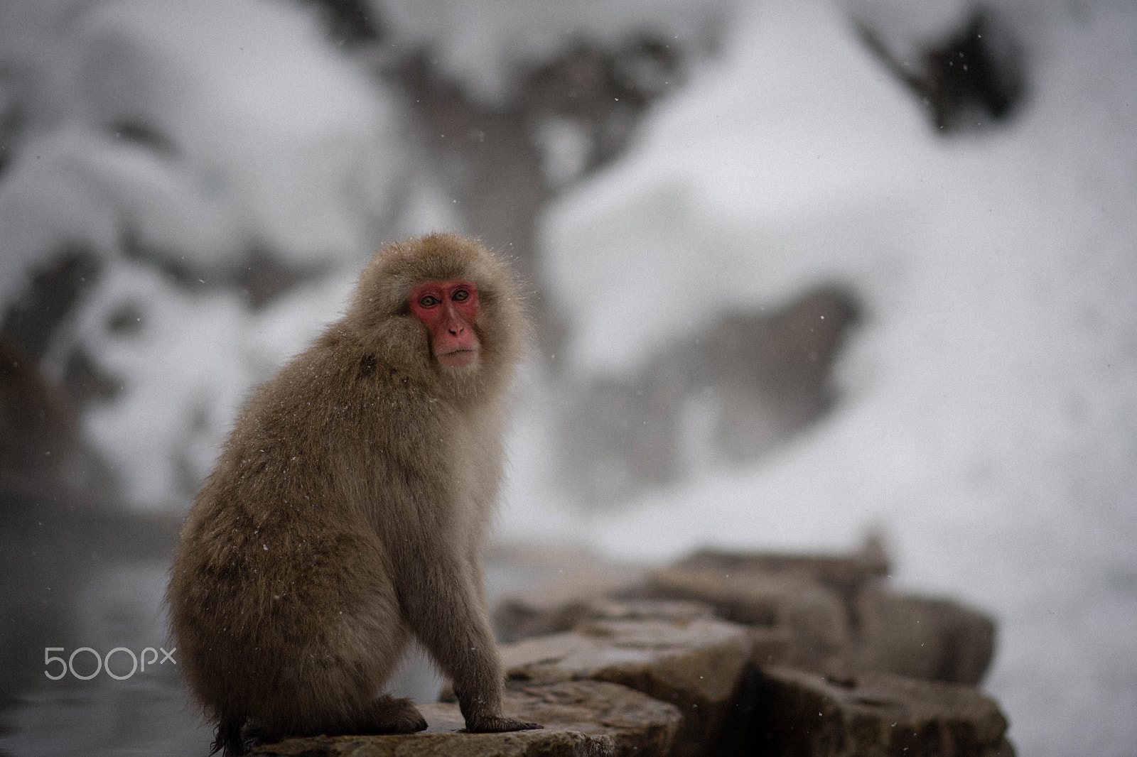 Nikon D5 sample photo. Snow monkey photography