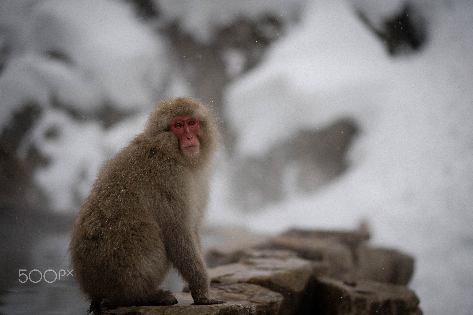 Nikon D5 + Nikon AF-S Nikkor 85mm F1.8G sample photo. Snow monkey photography