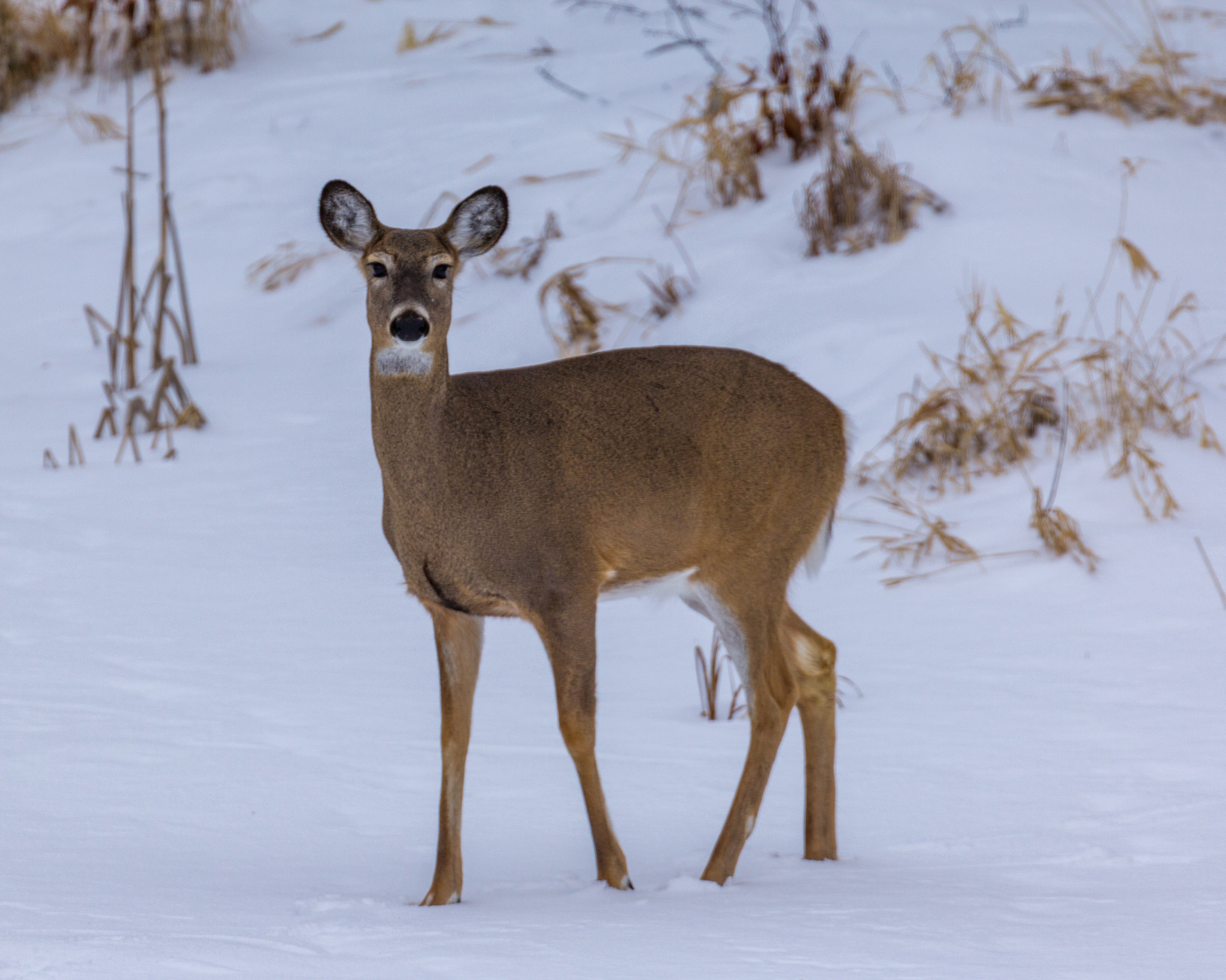 Canon EOS 600D (Rebel EOS T3i / EOS Kiss X5) sample photo. Winter whittail doe photography