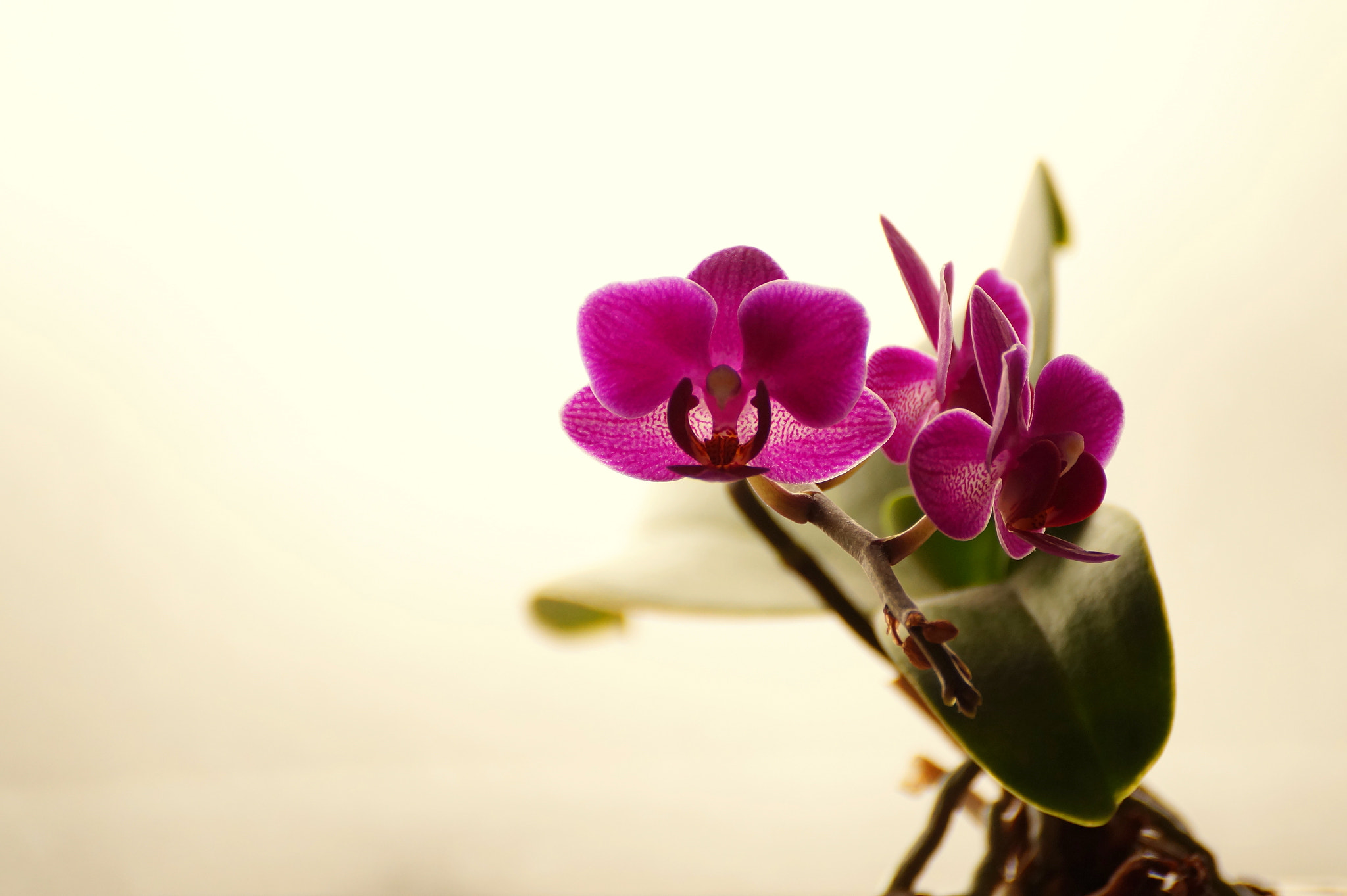 Sony DT 55-300mm F4.5-5.6 SAM sample photo. My orchid photography