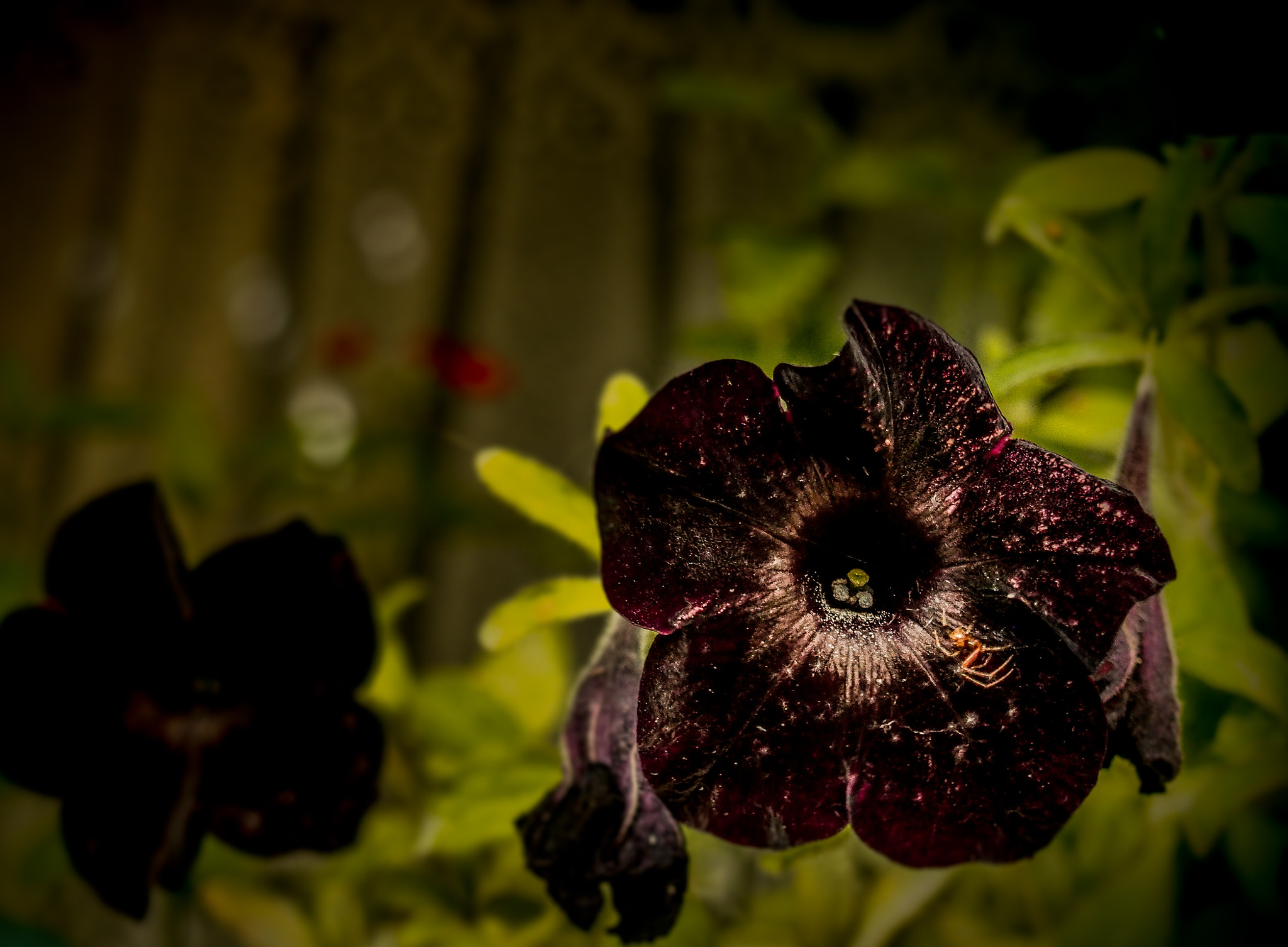 Olympus PEN E-PL7 sample photo. Hello spider photography
