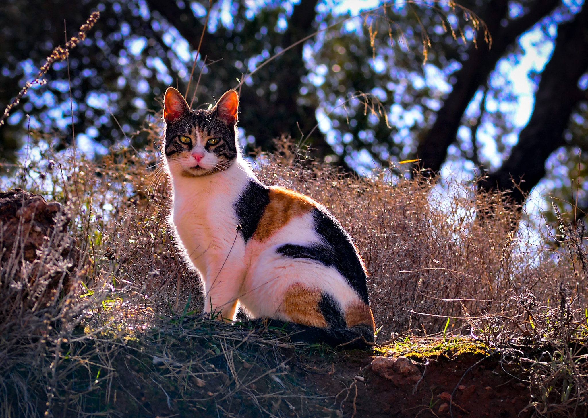 Tokina AT-X Pro 100mm F2.8 Macro sample photo. Portrait of gerda photography