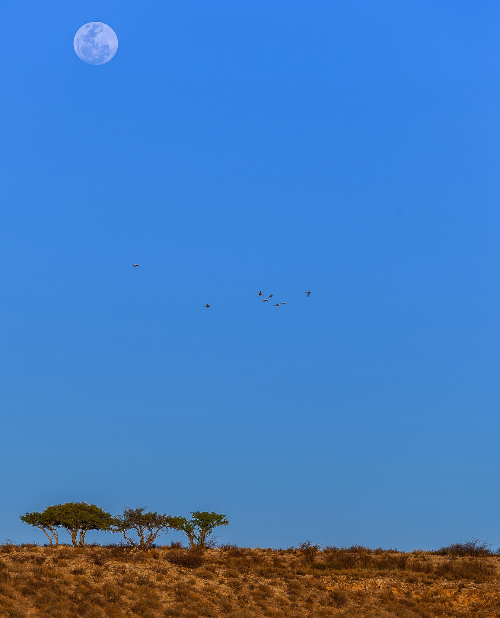 Nikon AF-S Nikkor 70-200mm F4G ED VR sample photo. Kalahari evening.. photography