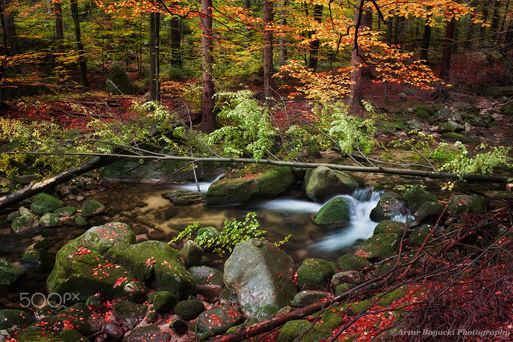 Canon EOS 5D Mark II + Canon EF 35mm F2 sample photo. Stream in autumn forest photography