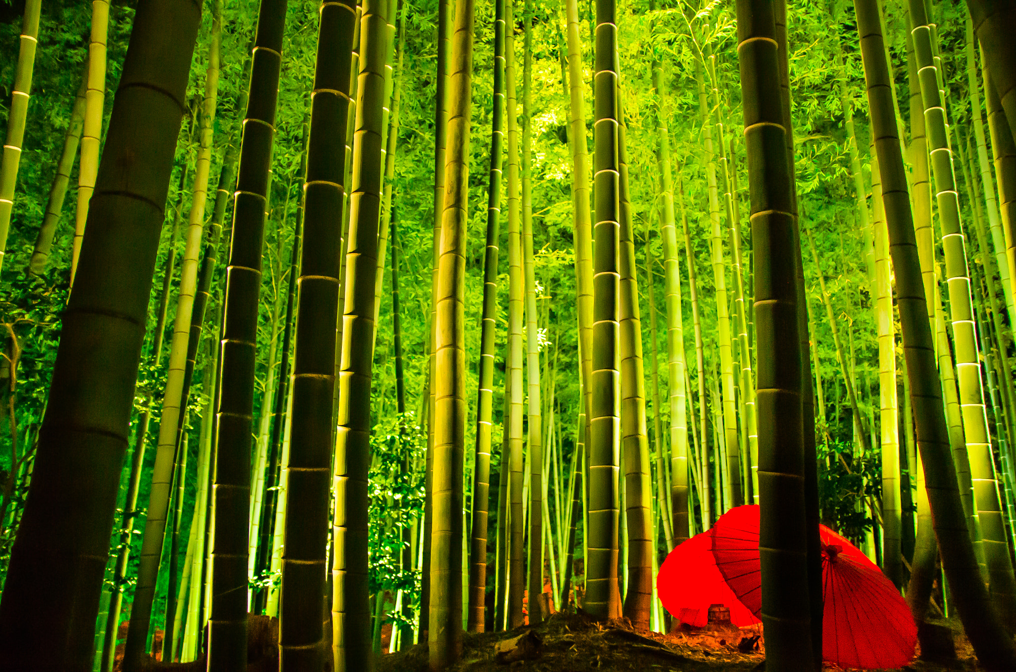 Pentax K-5 + Sigma 17-50mm F2.8 EX DC HSM sample photo. ~the tale of the bamboo cutter~ photography