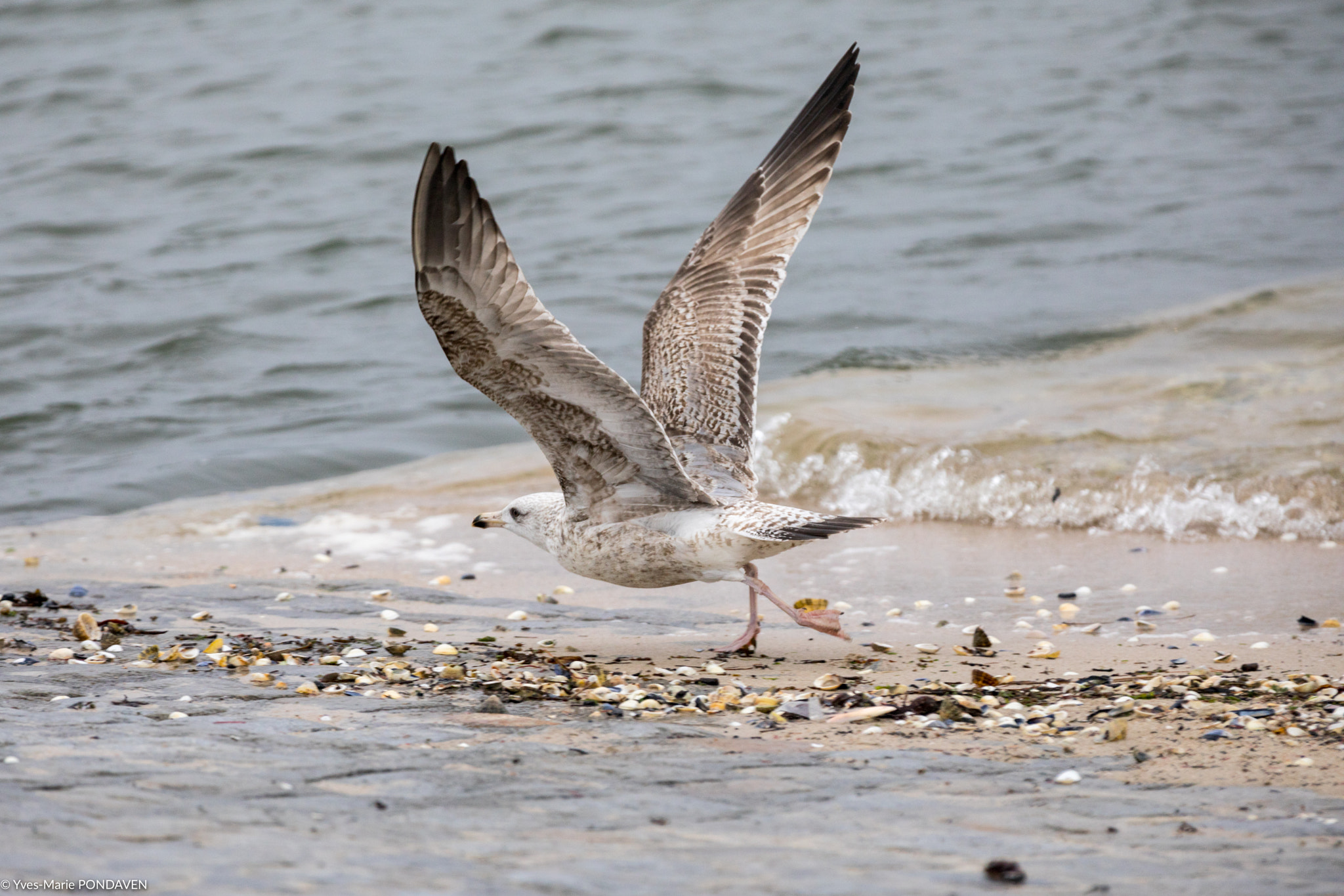 Canon EF 70-200mm F2.8L IS II USM sample photo. Ready for take off photography