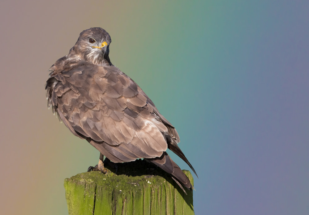 Canon EOS-1D X + Canon EF 600mm F4L IS II USM sample photo. Buzzerd waiting for the heavy rain photography