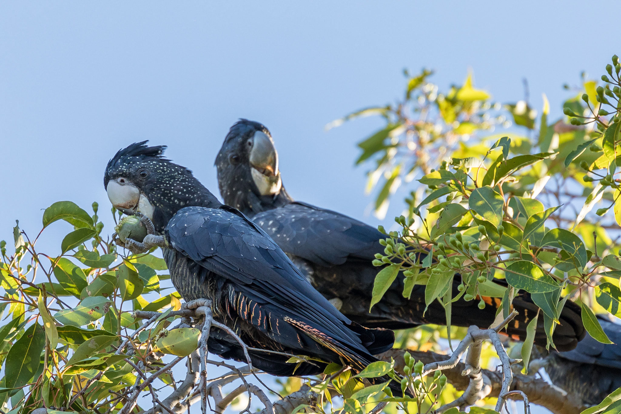 Canon EF 70-300mm F4-5.6L IS USM sample photo. Nom nom nom photography