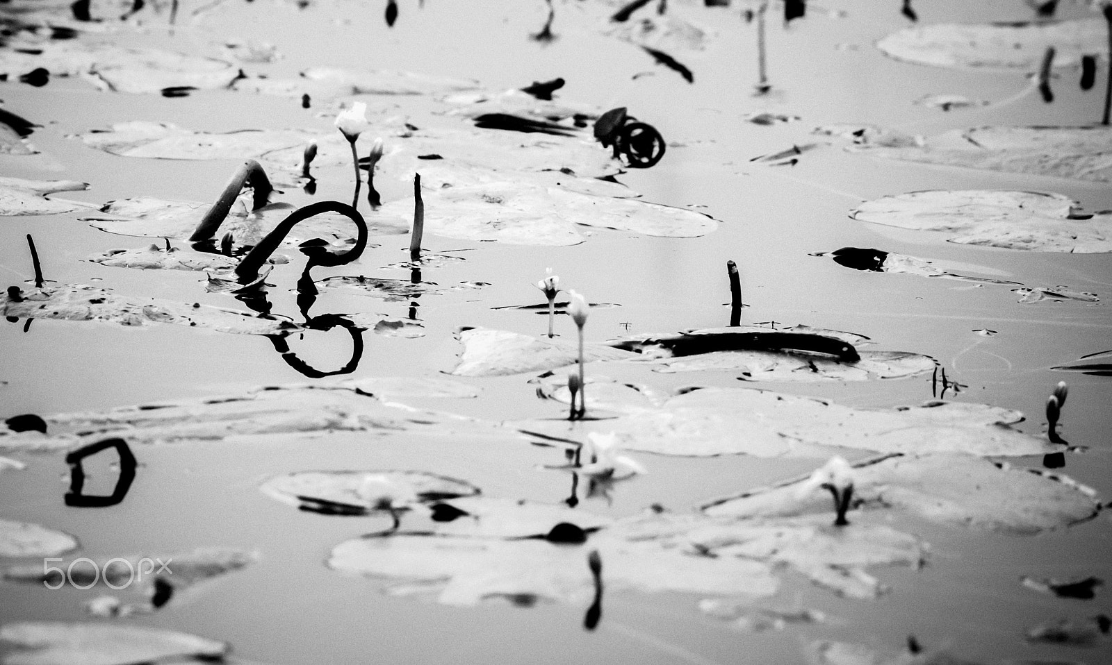 Nikon AF-S Nikkor 200-500mm F5.6E ED VR sample photo. Pattern in a frame photography