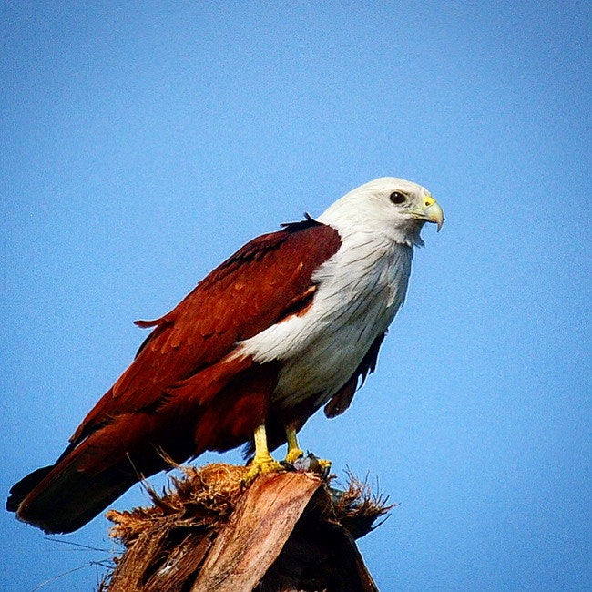 Nikon D300S sample photo. Eagle eyes, never miss any movement photography