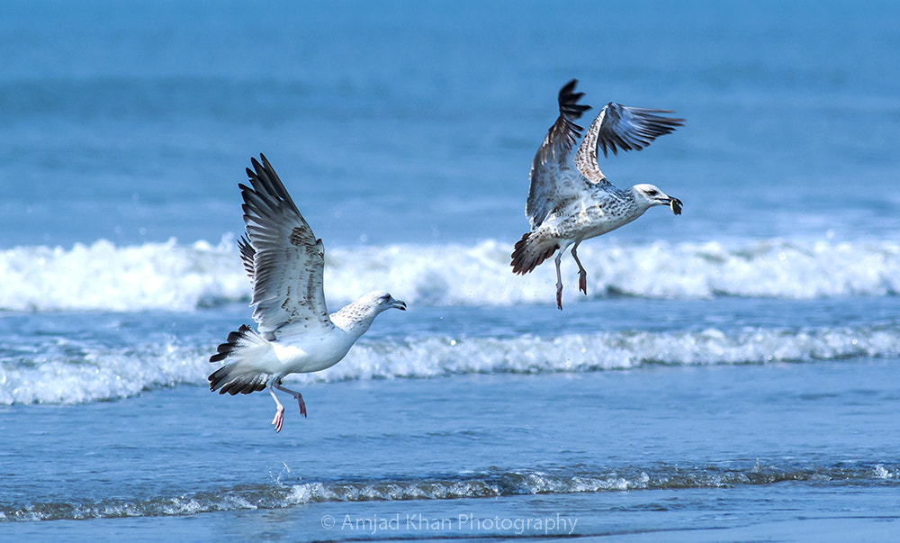 Canon EOS 70D + Canon EF 400mm F5.6L USM sample photo. Chasing for food photography