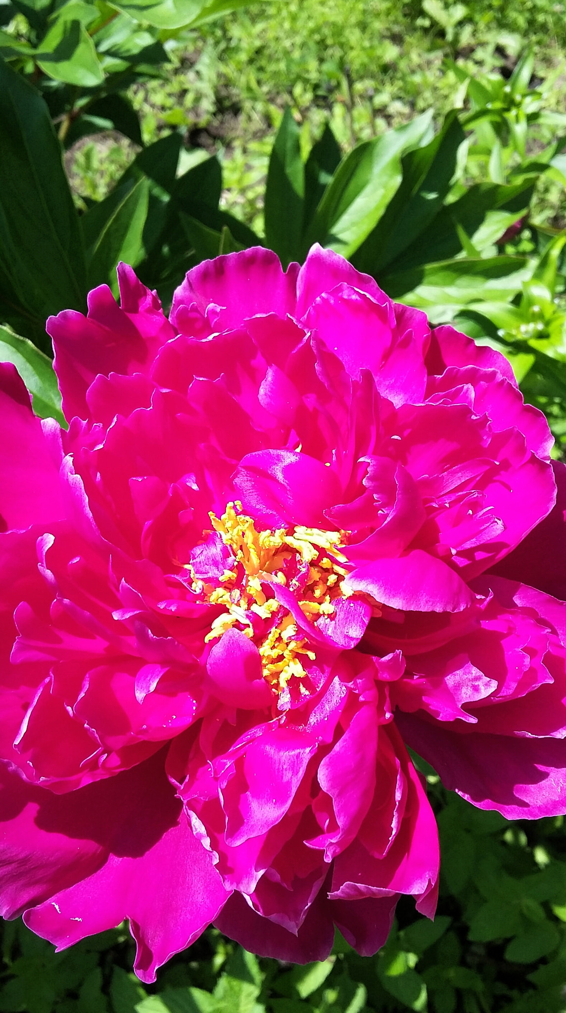 Samsung Galaxy E5 sample photo