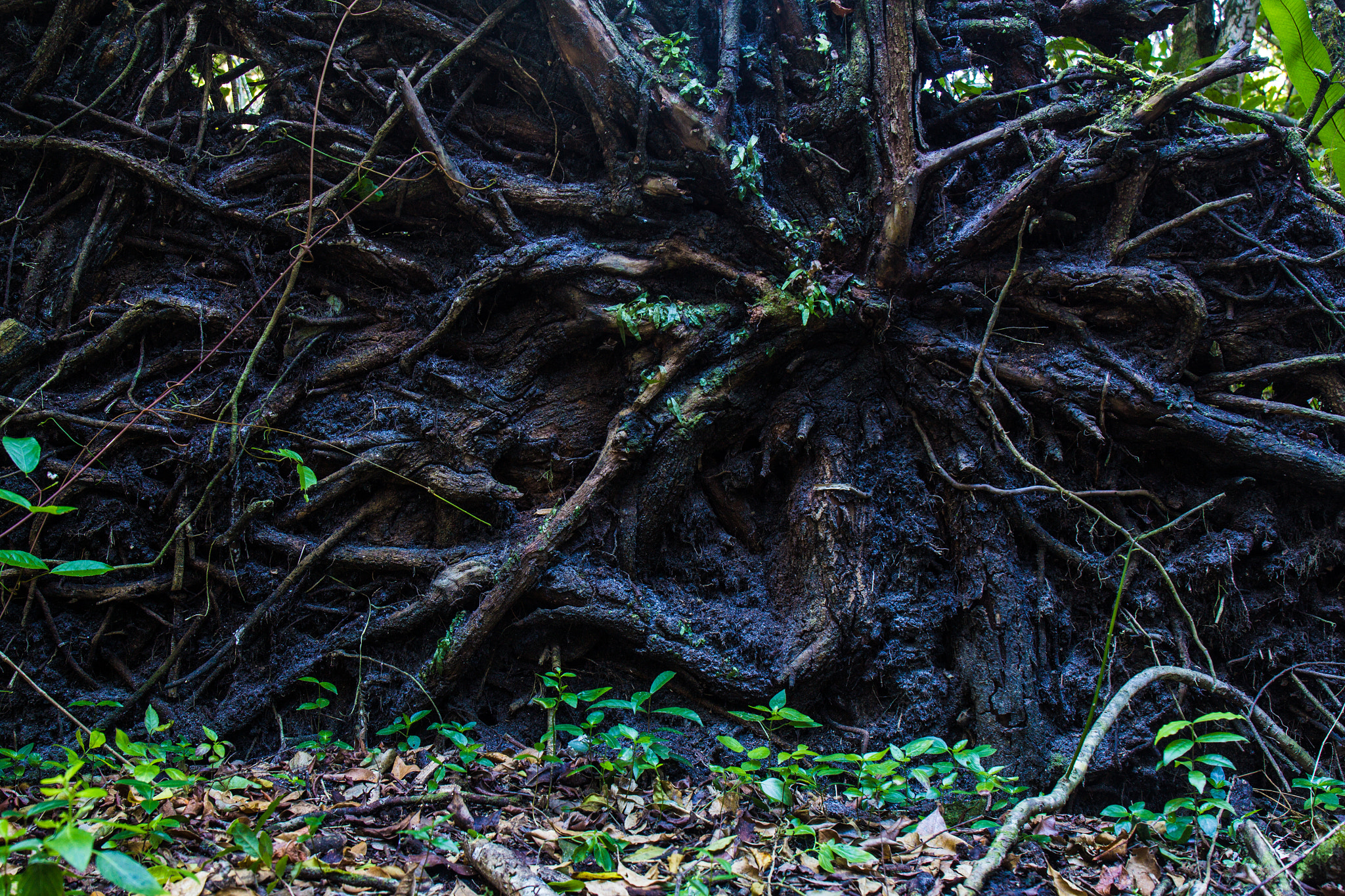 Canon EF 24-70mm F4L IS USM sample photo