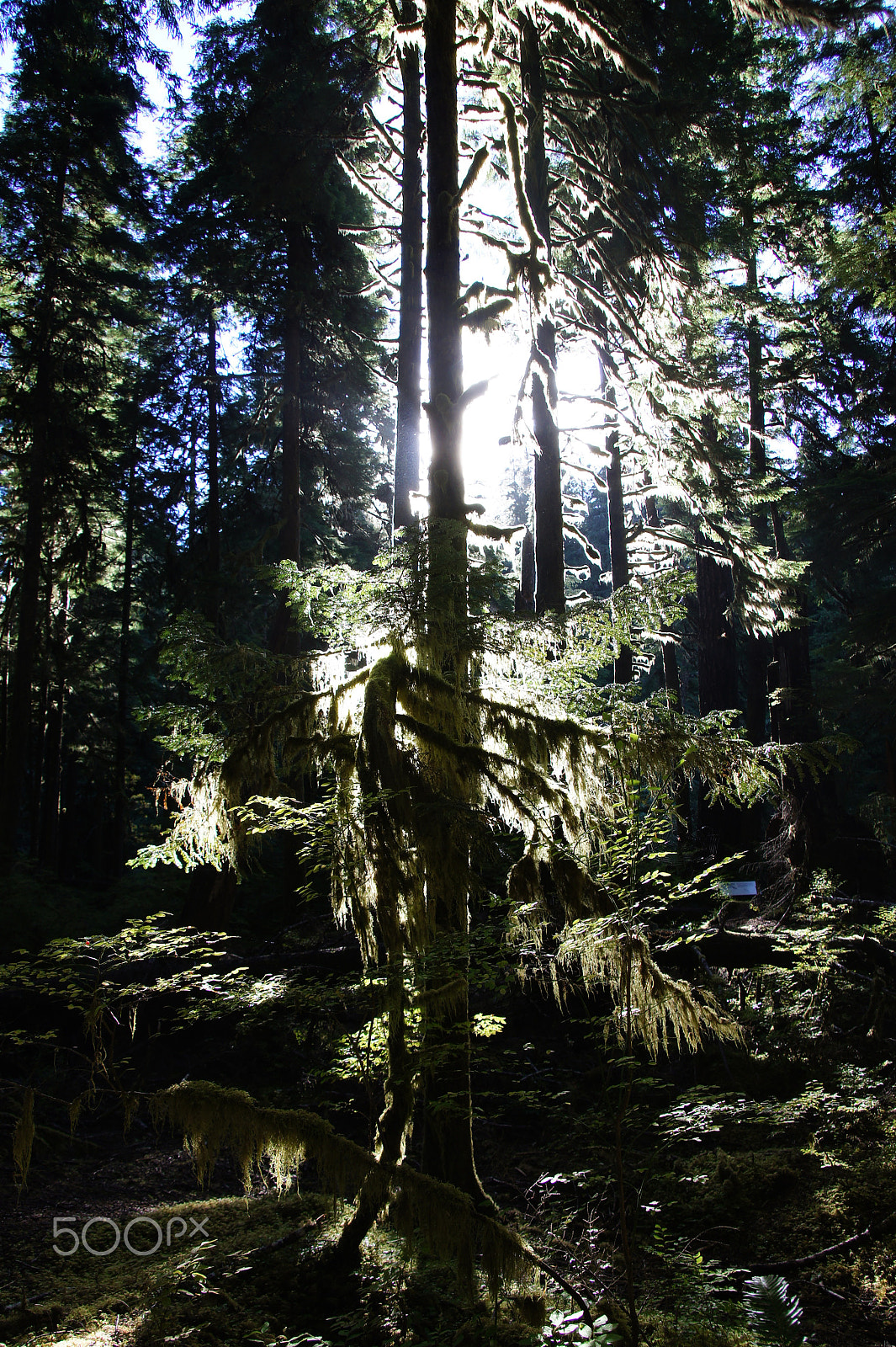 Sony SLT-A33 sample photo. Light in the rainforest photography