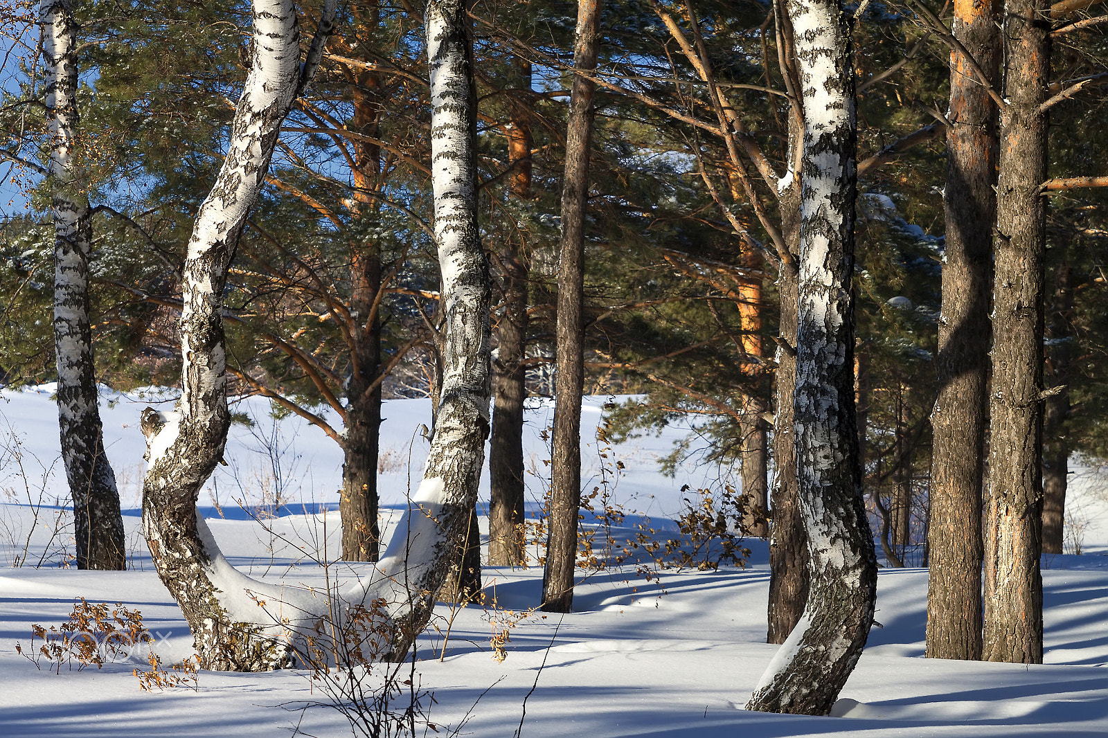 Canon EOS 500D (EOS Rebel T1i / EOS Kiss X3) sample photo. Birches in a pine forest photography