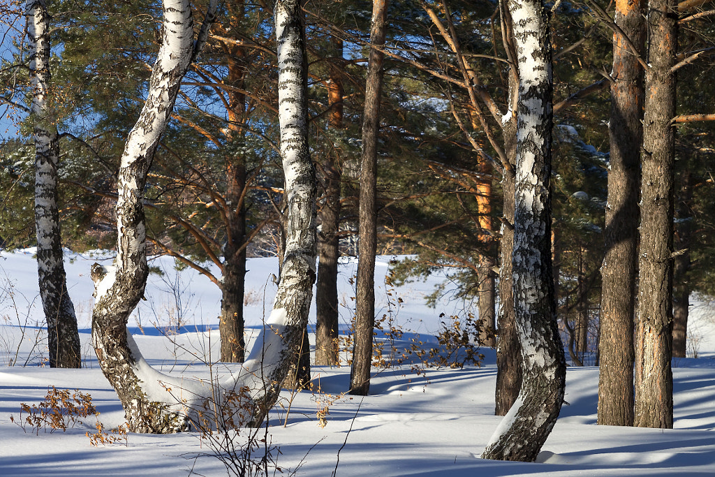 birches in a pine forest, автор — Nick Patrin на 500px.com