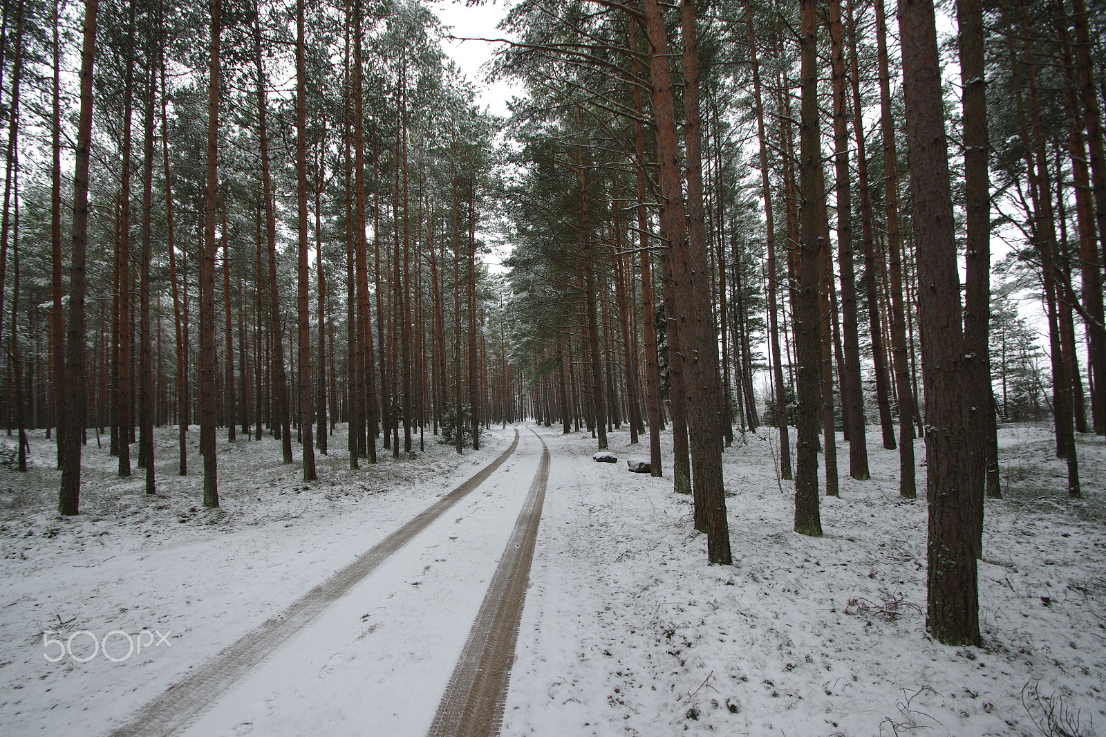 Pentax K-3 sample photo. Sunday walk in a snowy forest photography