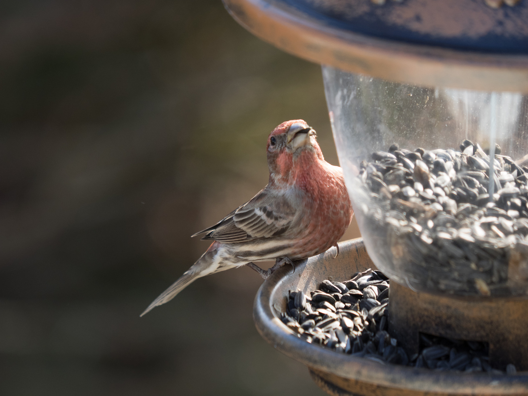 Olympus OM-D E-M1 sample photo. Birds_pa_20161214_8502.jpg photography