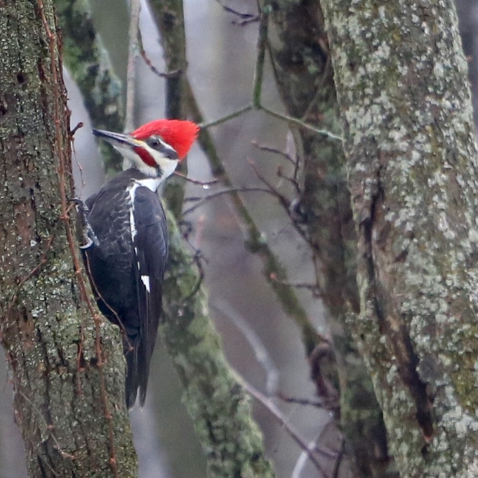 Canon EOS 750D (EOS Rebel T6i / EOS Kiss X8i) + Canon EF 70-200mm F4L USM sample photo. Pileated woodpecker. photography