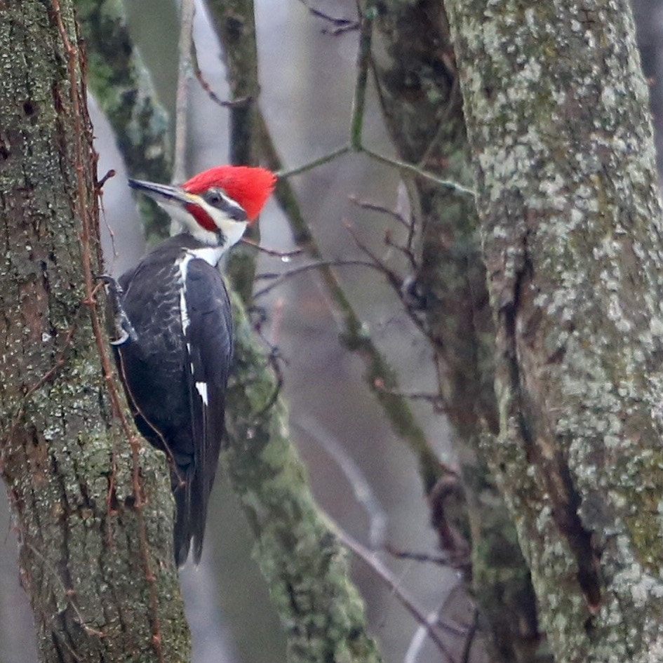 Canon EOS 750D (EOS Rebel T6i / EOS Kiss X8i) + Canon EF 70-200mm F4L USM sample photo. Pileated woodpecker. photography