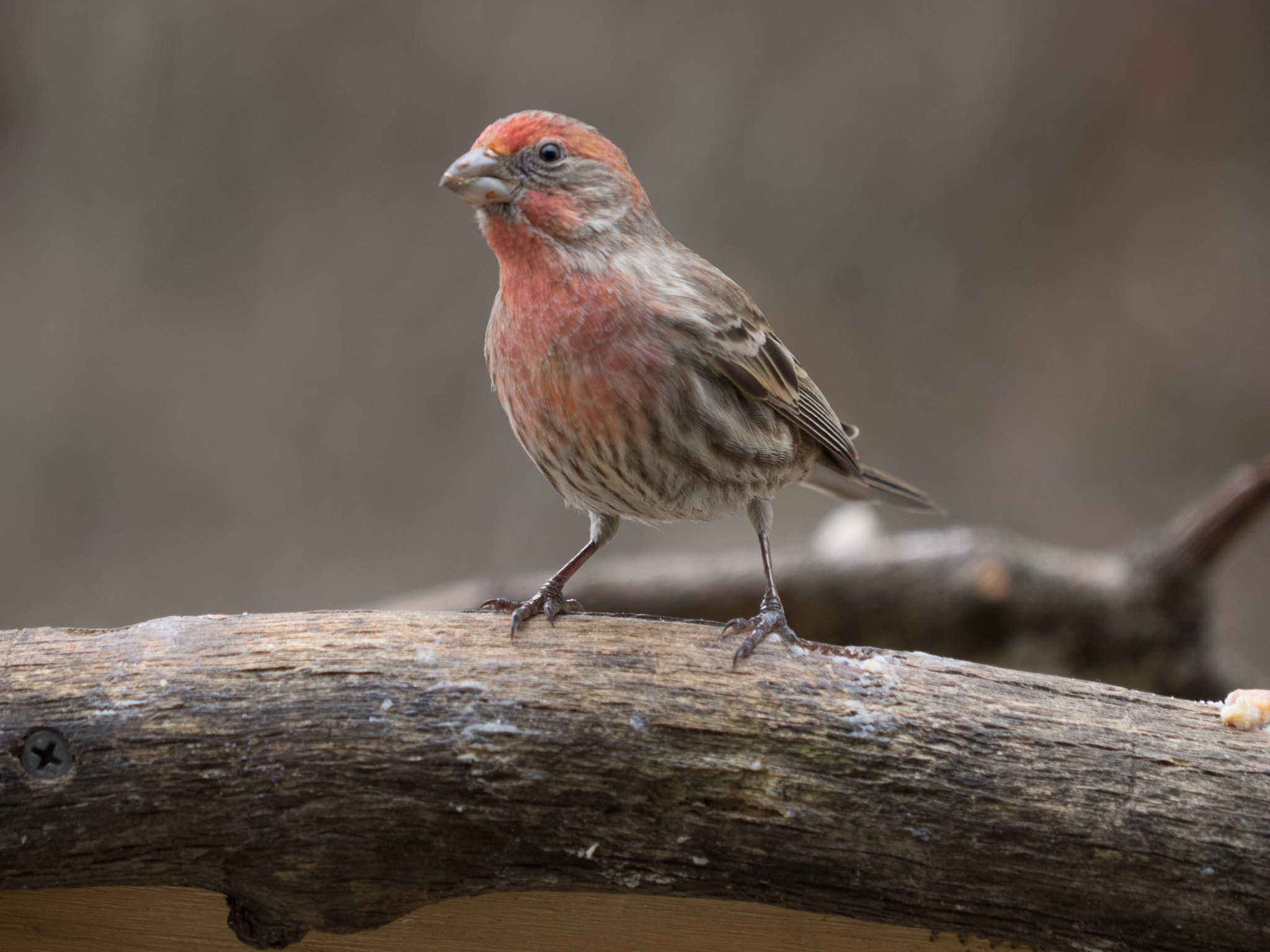 Olympus OM-D E-M1 sample photo. Birds_pa_20170203_1940.jpg photography