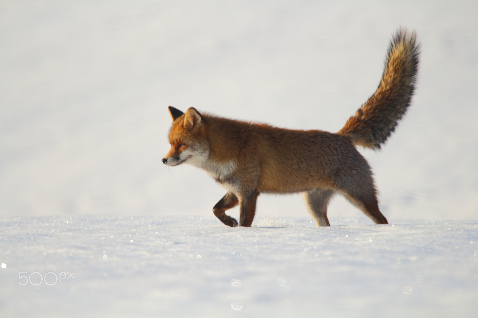 Tamron SP 150-600mm F5-6.3 Di VC USD sample photo. Fox in germany photography