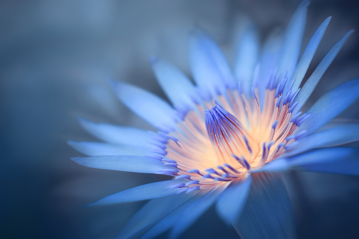Nikon AF-S DX Micro Nikkor 40mm F2.8 sample photo. Waterlily ii photography