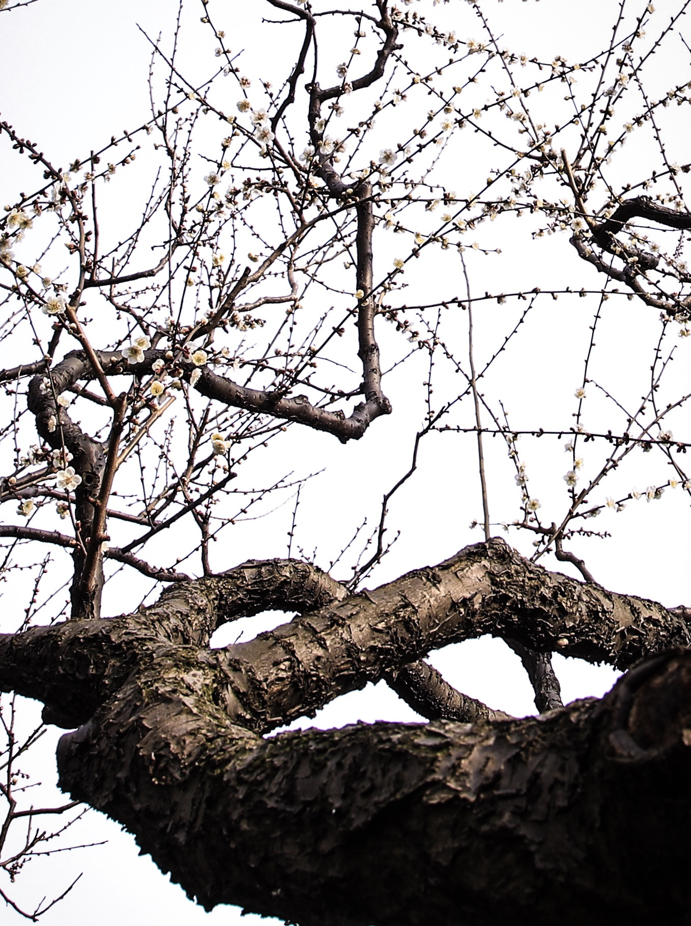 Canon EOS-1D X Mark II sample photo
