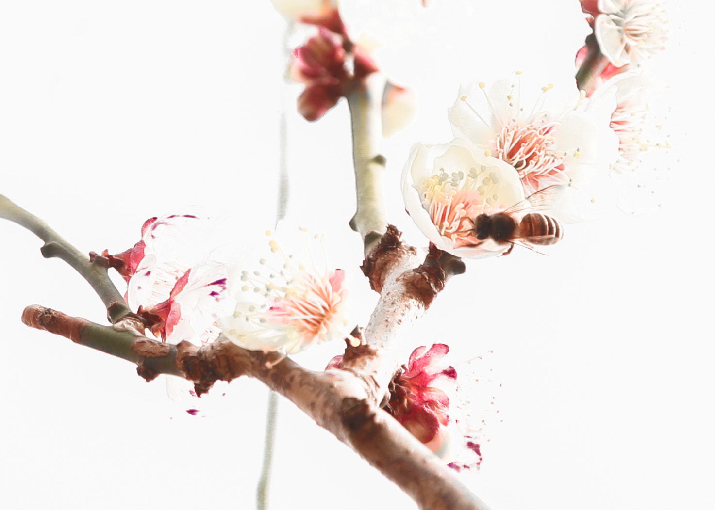 Canon EOS-1D X Mark II sample photo
