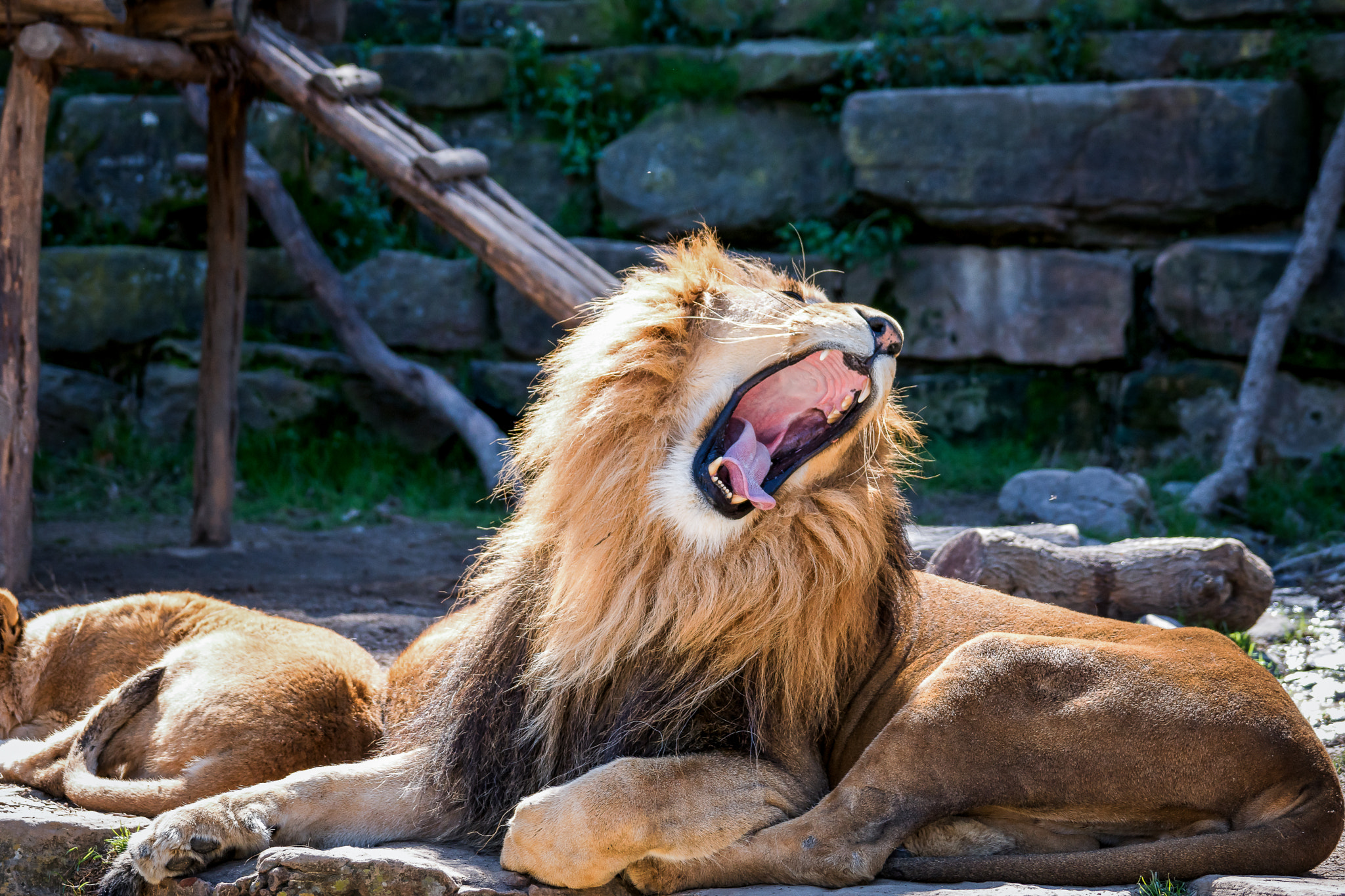 Sony 70-400mm F4-5.6 G SSM II sample photo. Roar photography