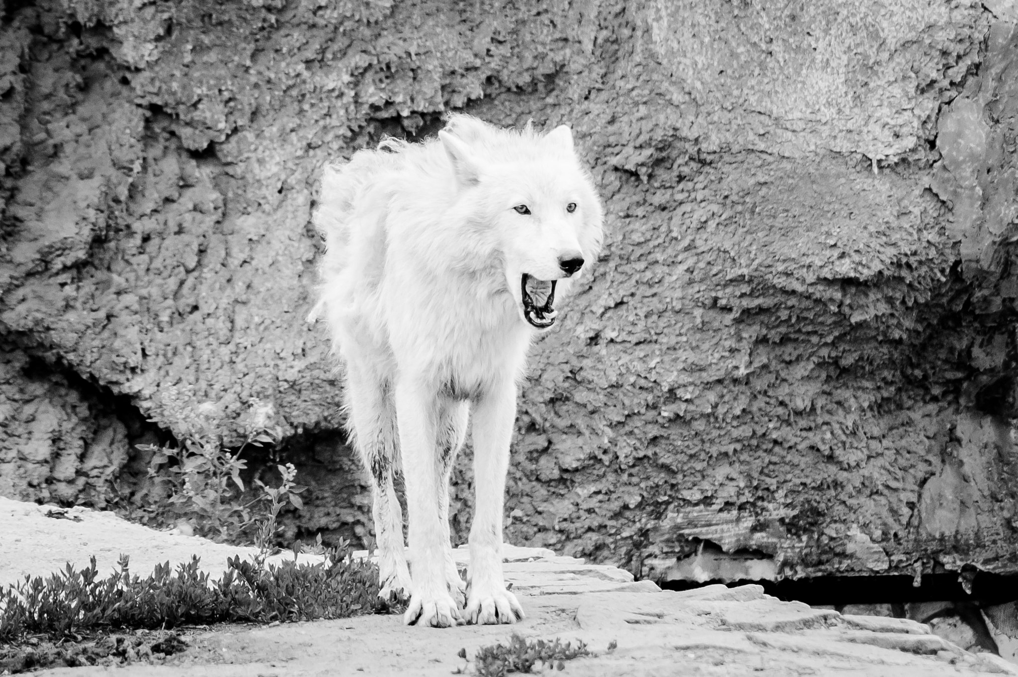 Sony Alpha DSLR-A550 sample photo. White wolf photography
