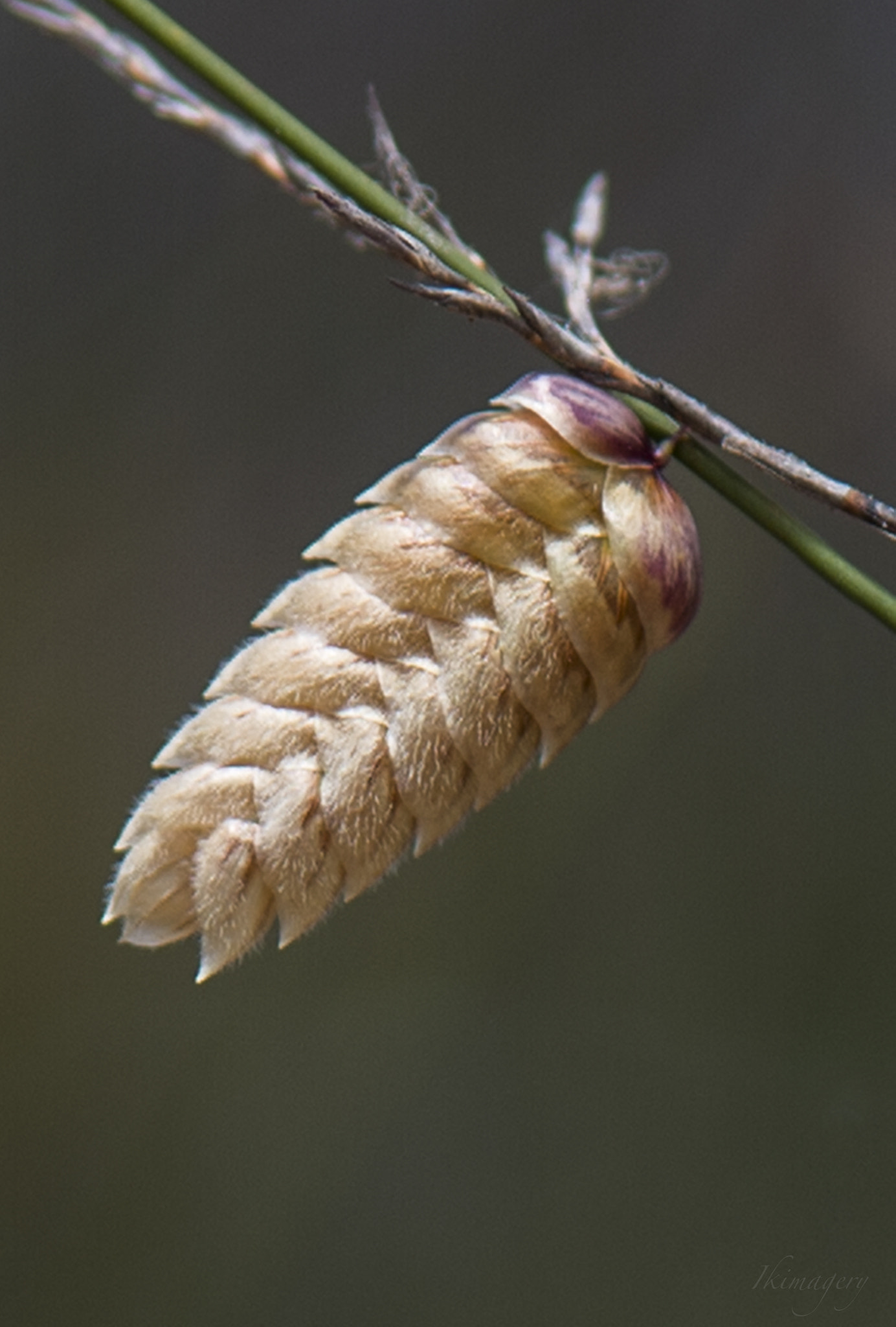 Nikon AF-S Micro-Nikkor 105mm F2.8G IF-ED VR sample photo. Into the country grass wm photography