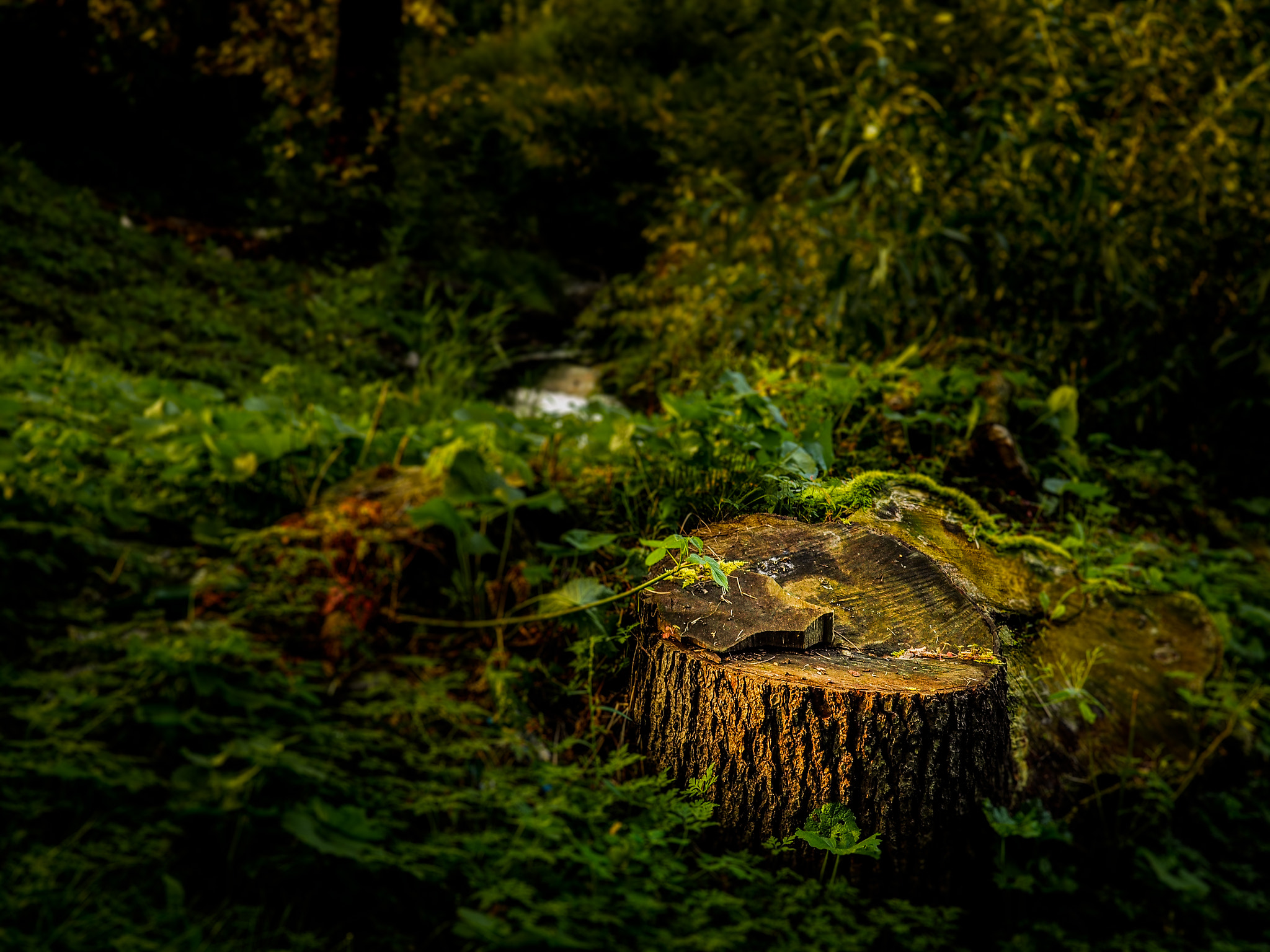 Olympus PEN E-PL7 sample photo. Stump near the stream photography
