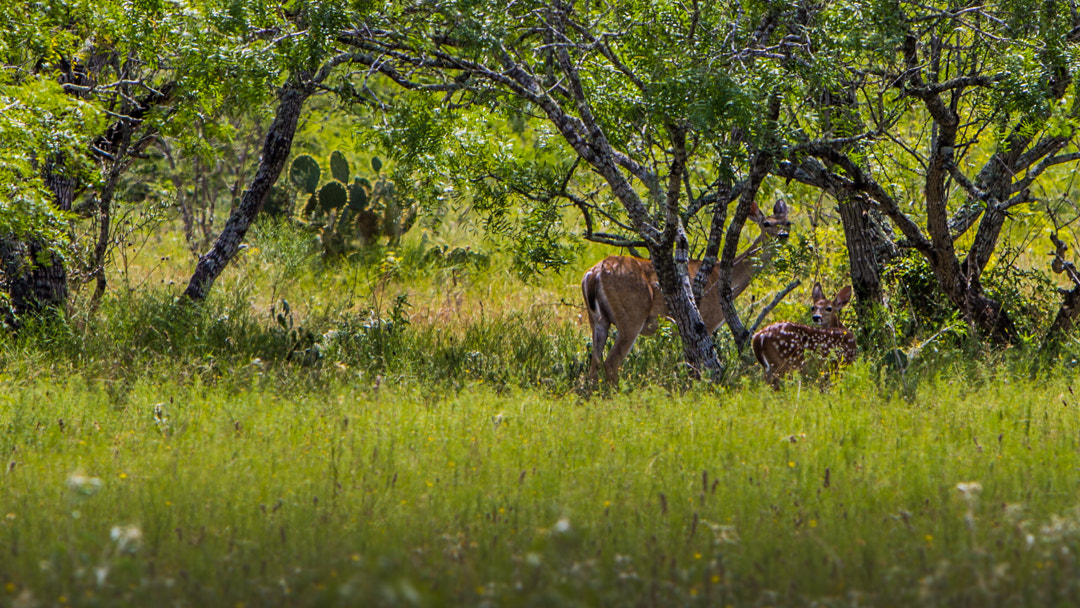 Canon EF 70-200mm F2.8L IS USM sample photo. Doe and fawn photography
