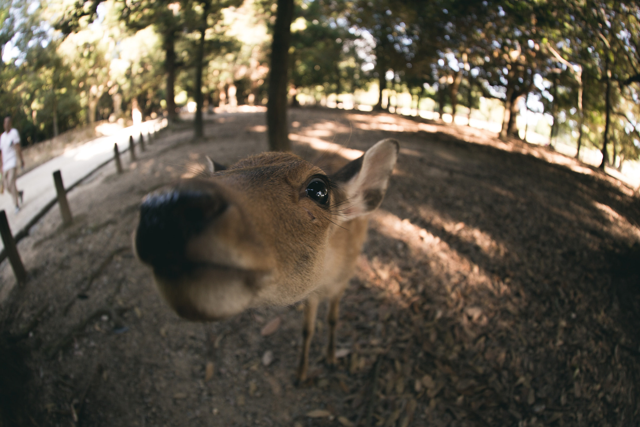 Canon EF 8-15mm F4L Fisheye USM sample photo. Deer fish photography