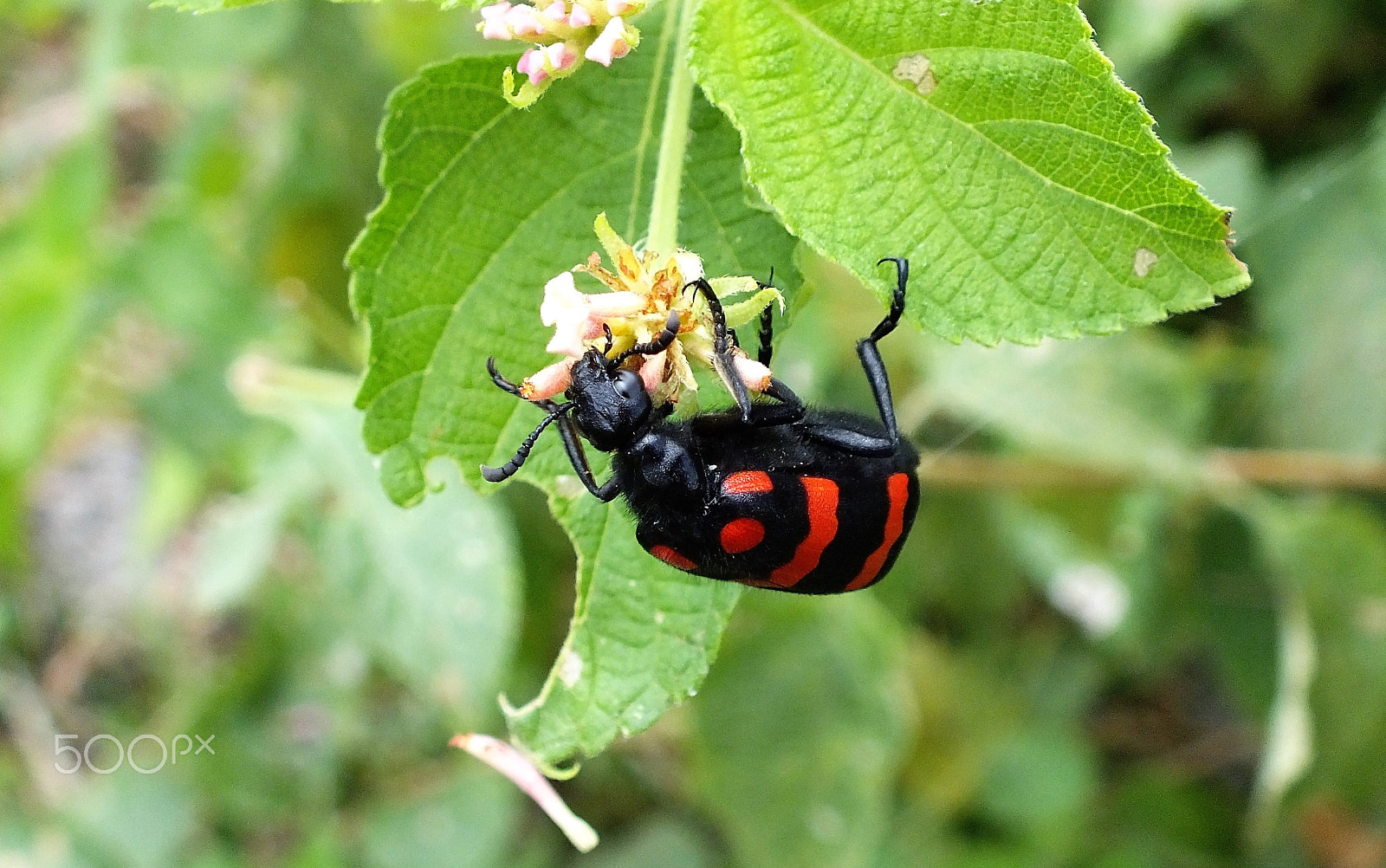 Fujifilm FinePix HS28EXR sample photo. Blister beetle photography